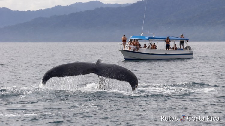 Cola de ballena jorobada junto a un bote de avistamiento en el Pacífico de Costa Rica