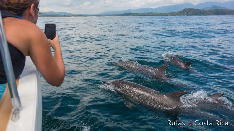 Delfines nadando cerca de una lancha en el Pacífico Sur de Costa Rica