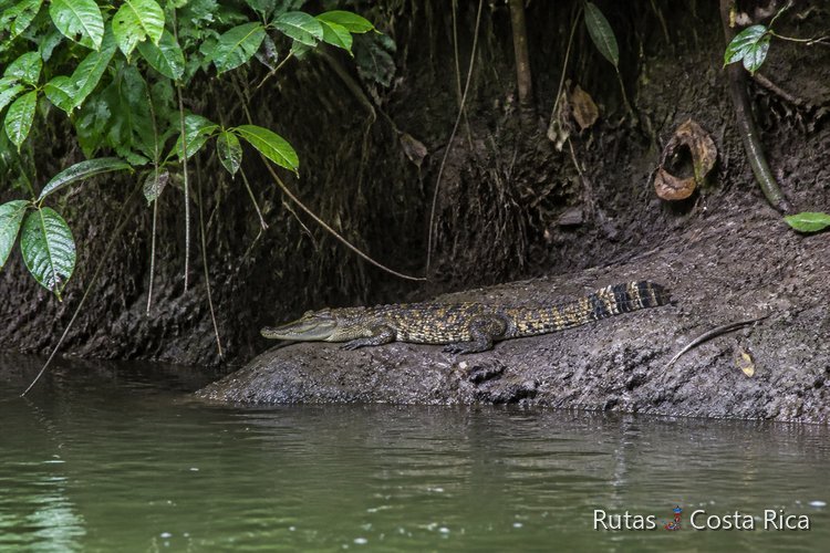 Caimán en la orilla de un canal en Costa Rica