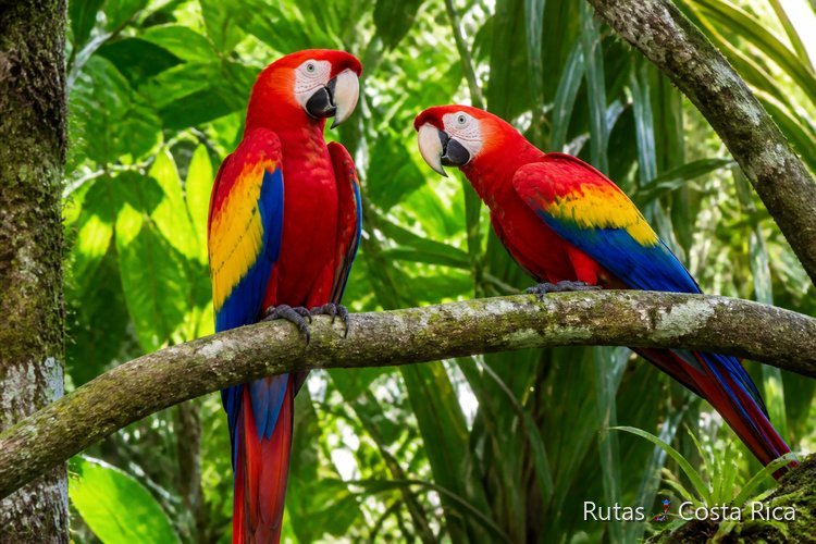 Guacamayos rojos en un árbol de Costa Rica