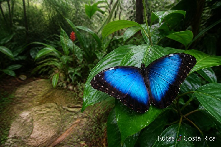 Mariposa morpho azul en la selva de Costa Rica