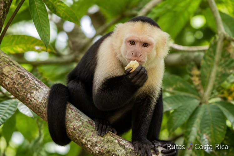 Mono capuchino en la selva de Costa Rica