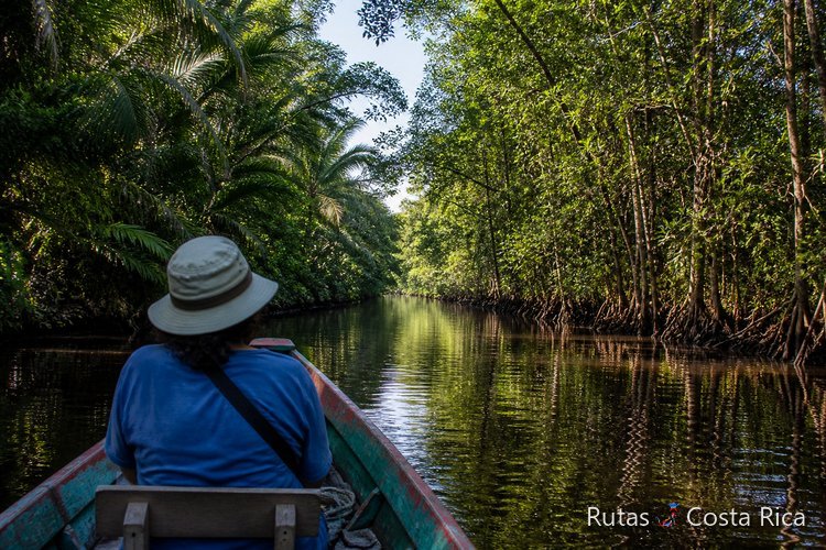 Canal de Tortuguero con vegetación densa y agua en calma