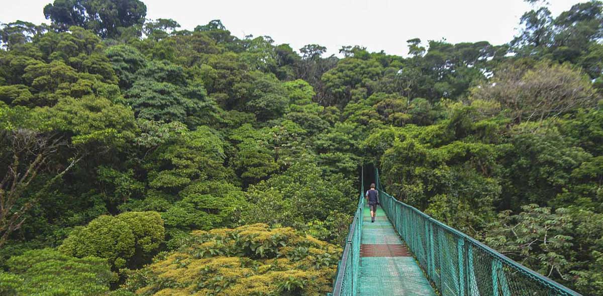 Puentes colgantes en Monteverde