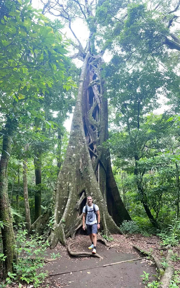 arbol hueo monteverde