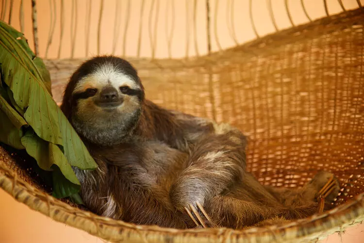 santurario de perezosos