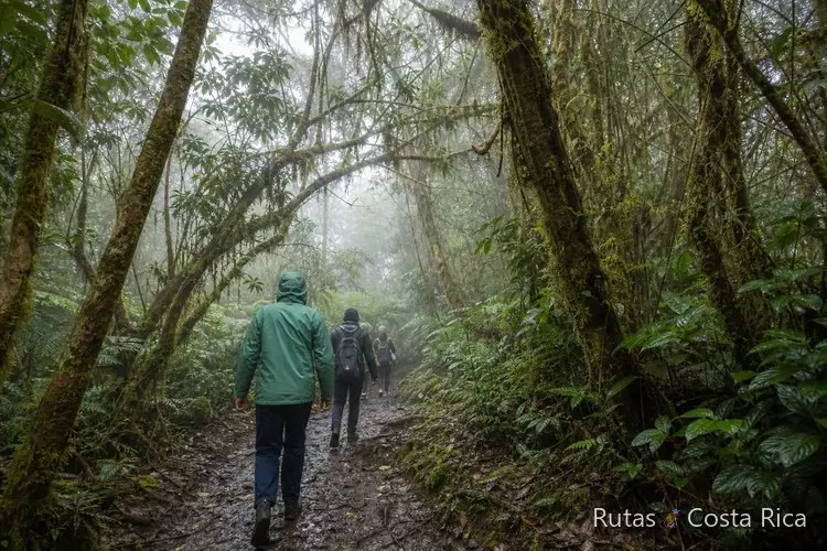 Sendero en el bosque nuboso de Monteverde durante un viaje de 15 días por Costa Rica