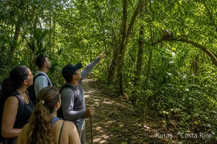 Sendero en Manuel Antonio con visitantes observando fauna en diciembre