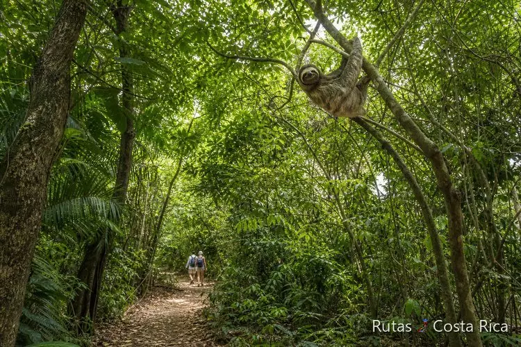 Sendero del Parque Nacional Manuel Antonio con vegetación densa y fauna en el dosel
