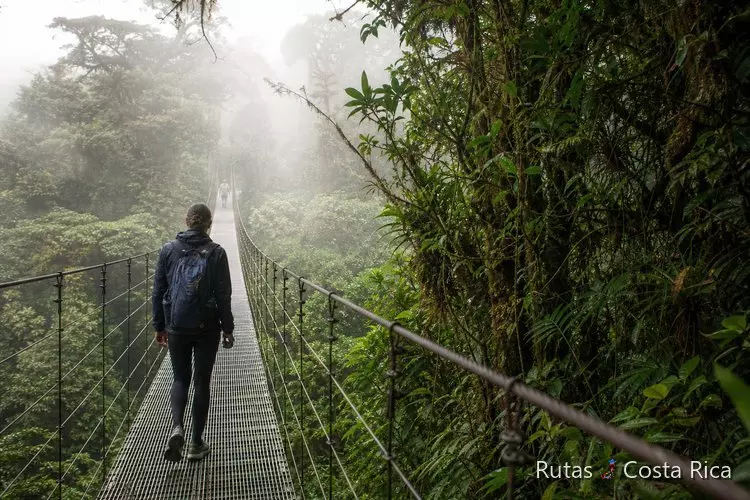 Bosque nuboso de Monteverde con vegetación densa y niebla matinal