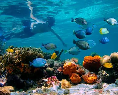 snorkel en la isla del caño