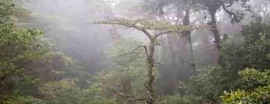 Bosque nuboso Monteverde