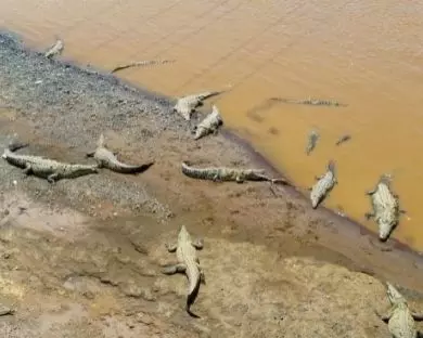 cocodrilos en tarcoles