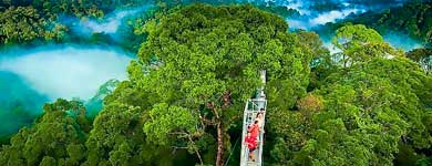 bosque nuboso monteverde