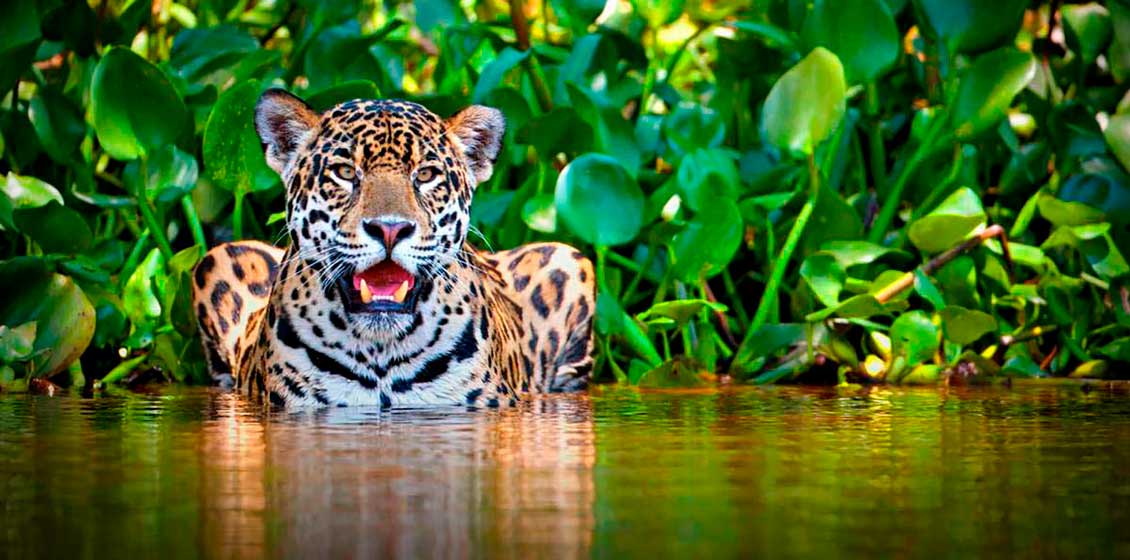 Jaguar en la junglas de Costa Rica