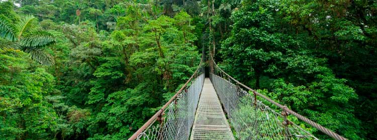 Qué ver y hacer en Monteverde Costa Rica