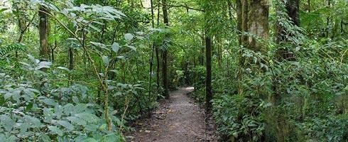 Senderos para recorrer el bosque Nuboso de Monteverde