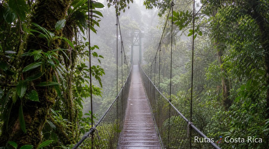 Puentes colgantes en bosque nuboso de Costa Rica Puentes colgantes en bosque nuboso de Costa Rica