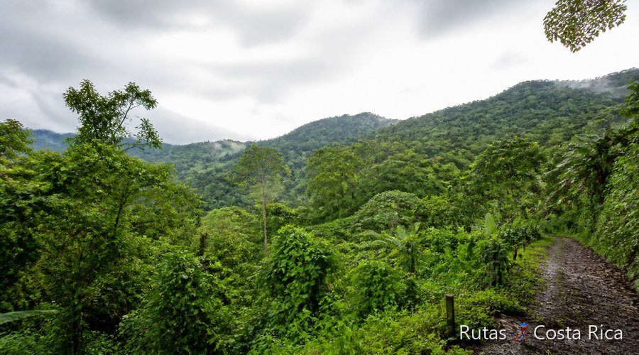 Bosque tropical verde bajo cielo parcialmente nublado en Costa Rica Bosque tropical verde bajo cielo parcialmente nublado en Costa Rica